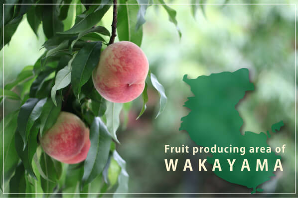 Fruit producing area of WAKAYAMA